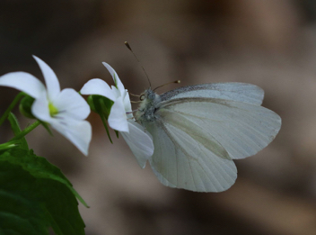 West Virginia White